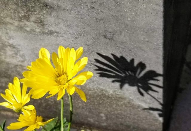 「墓じまい」を考える